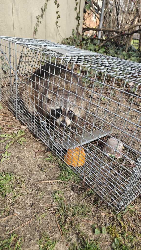 Wildlife Control Bellevue