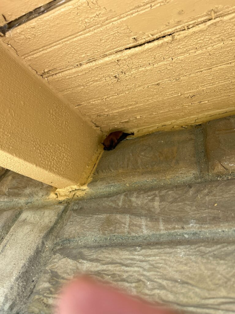 Wildlife Control Bellevue